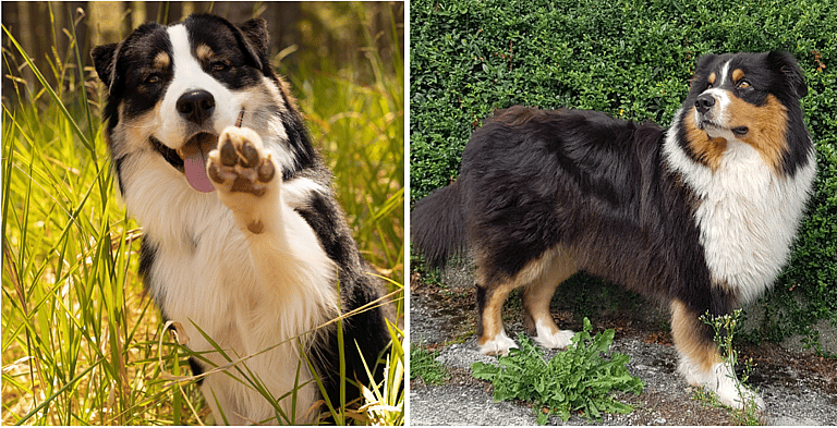 Blue Merle Australian Shepherds