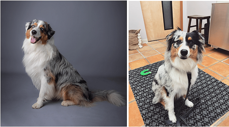 Blue Merle Australian Shepherds