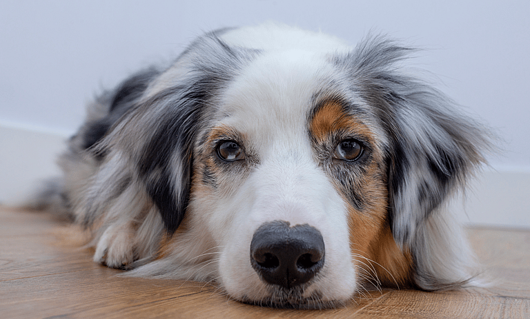 Blue Merle Australian Shepherds