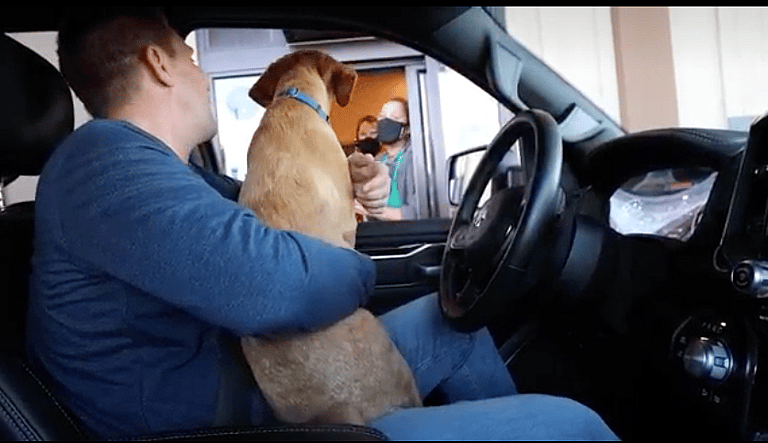 Blind Dog's Hilarious Whipped Cream Binge Has the Internet Melting