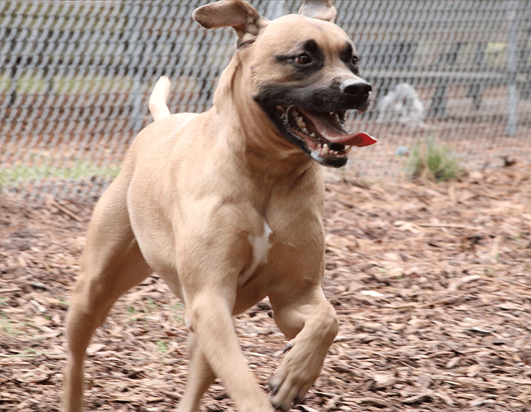 Black Mouth Cur