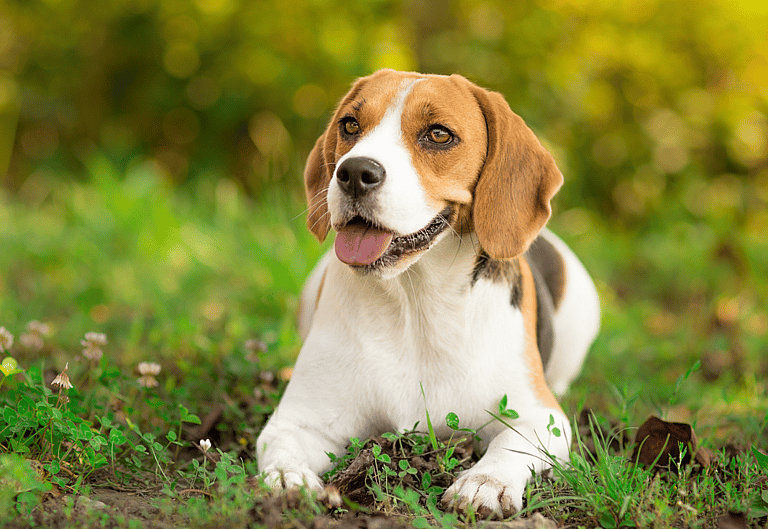 Beagle Names