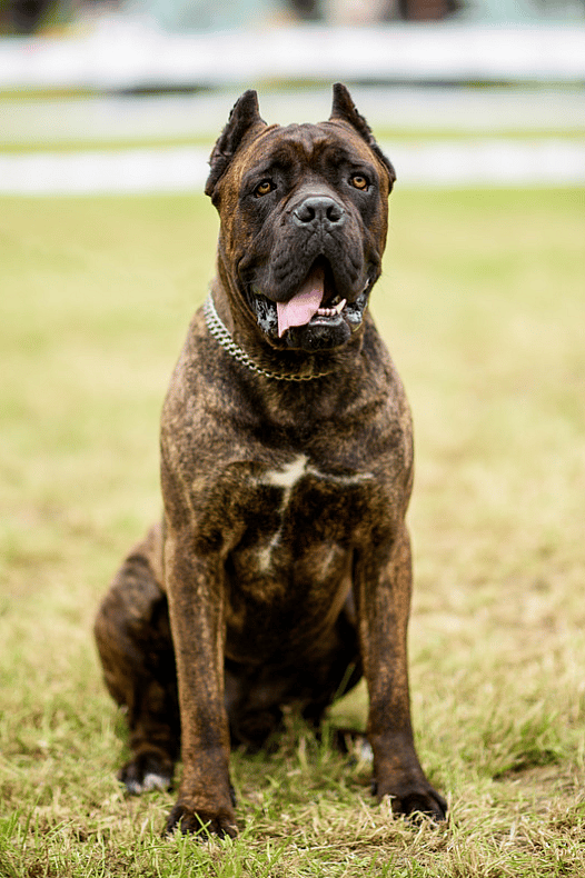 Cane Corso Names