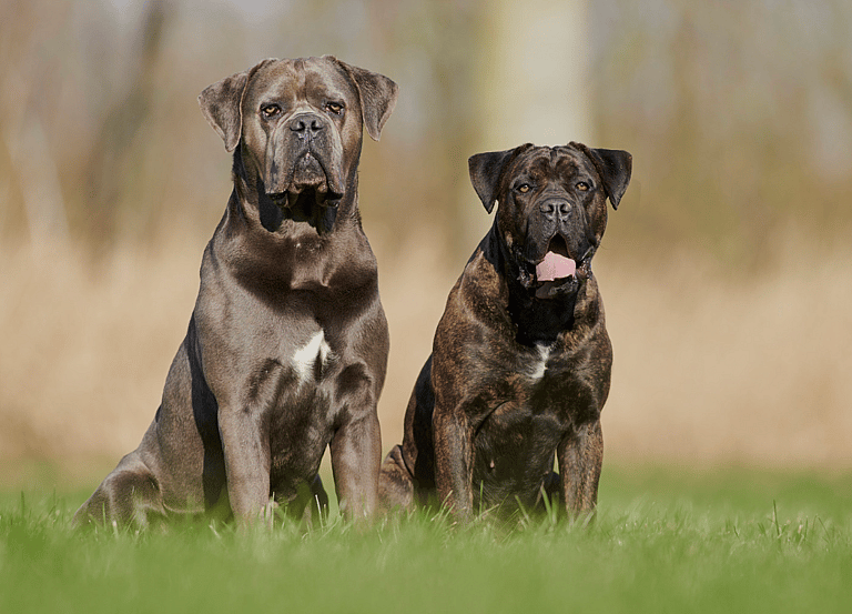 Cane Corso Names