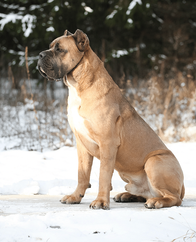 Cane Corso Names