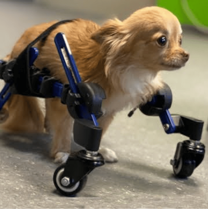 How Long Do Chihuahuas Live?