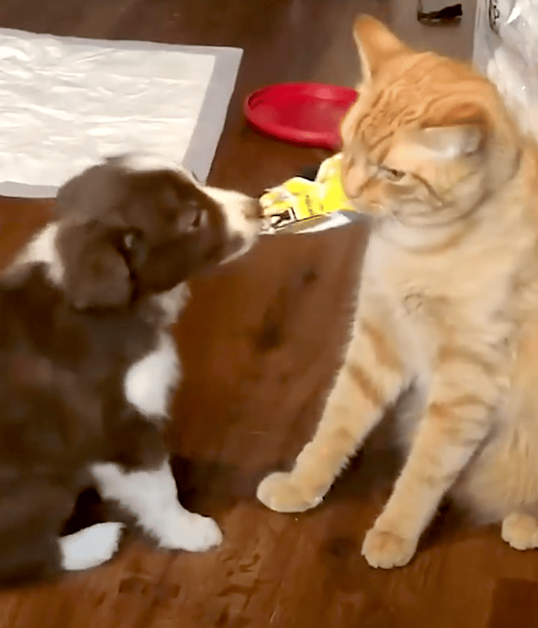 Cat and Puppy Were Mortal Enemies Until One Hilariously Adorable Moment