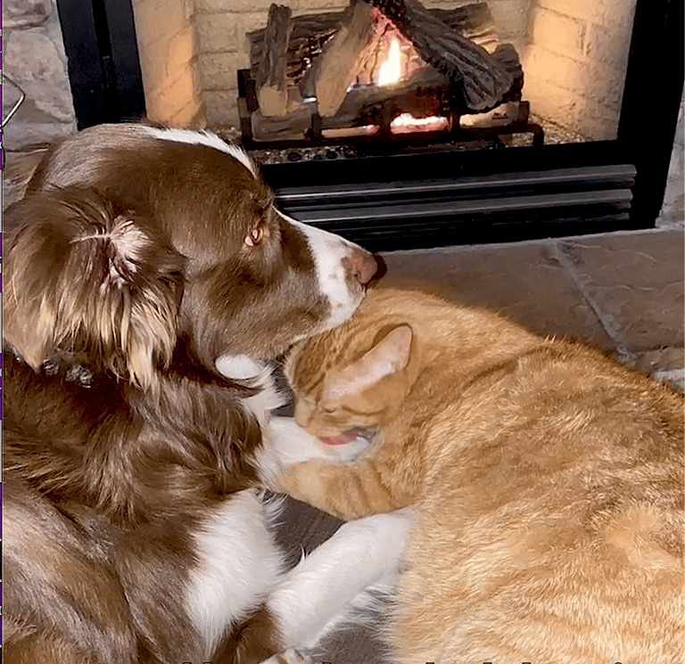 Cat and Puppy Were Mortal Enemies Until One Hilariously Adorable Moment