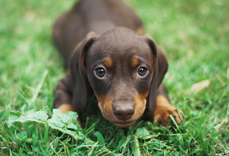 Dachshund Names