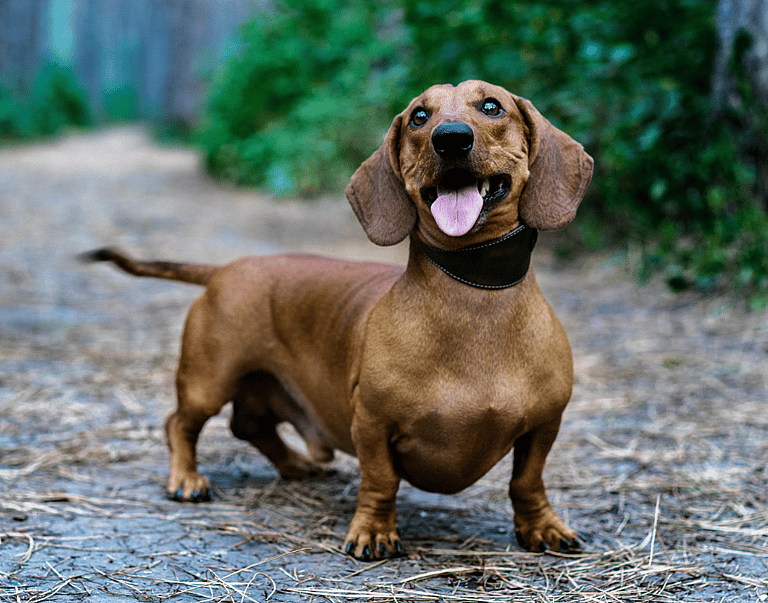 Dachshund Names