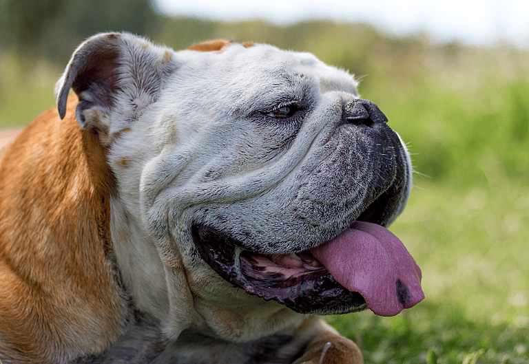 English Bulldog’s Lifespan