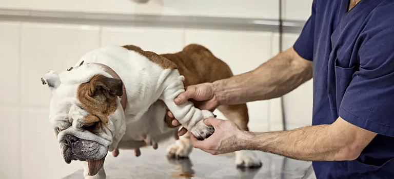 English Bulldog’s Lifespan