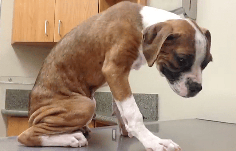 Sitting With Dogs #48: Sinatra