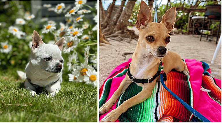 Apple Head Chihuahuas