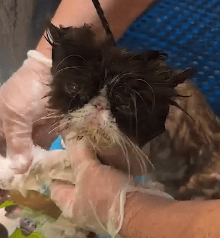 Watch the Transformation of Pearl: The Most Severely Matted Cat I’ve Ever Seen!