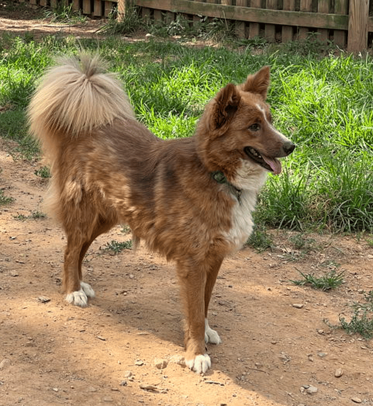 Australian Shepherd Dog Rescued from the Streets of Afghanistan Ready to be Part of a Forever Family