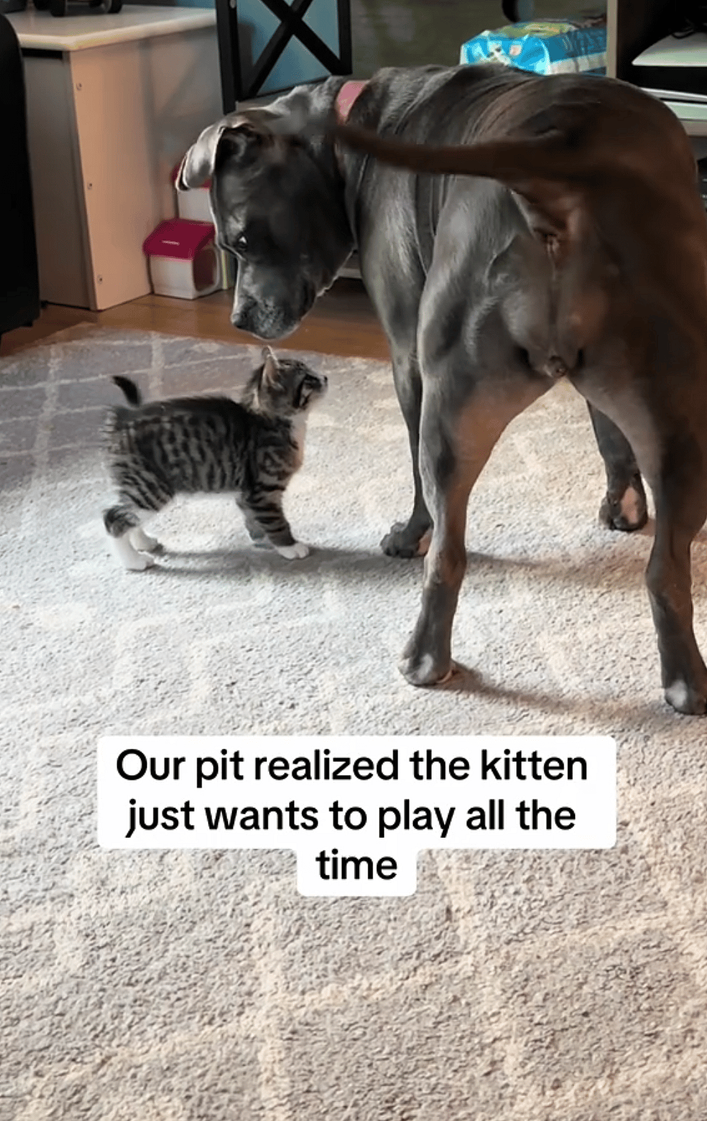 Precious Pit Bull's Friendship With Tiny Kitten Proves How Intuitive & Gentle Dogs Can Be