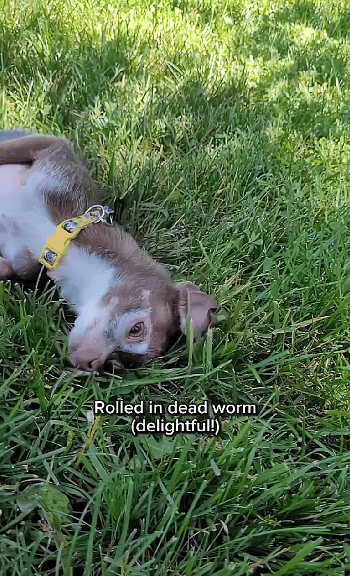 15 Years Old and Starting Over: This Chihuahua's Story Will Melt Your Heart!