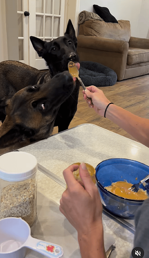 Watch These Brilliant Belgian Malinois Help Their Mom Bake Homemade Dog Treats!