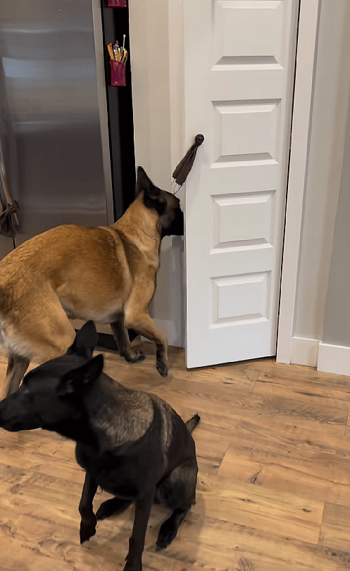 Watch These Brilliant Belgian Malinois Help Their Mom Bake Homemade Dog Treats!