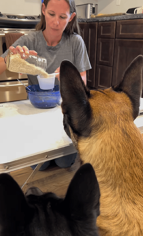 Watch These Brilliant Belgian Malinois Help Their Mom Bake Homemade Dog Treats!