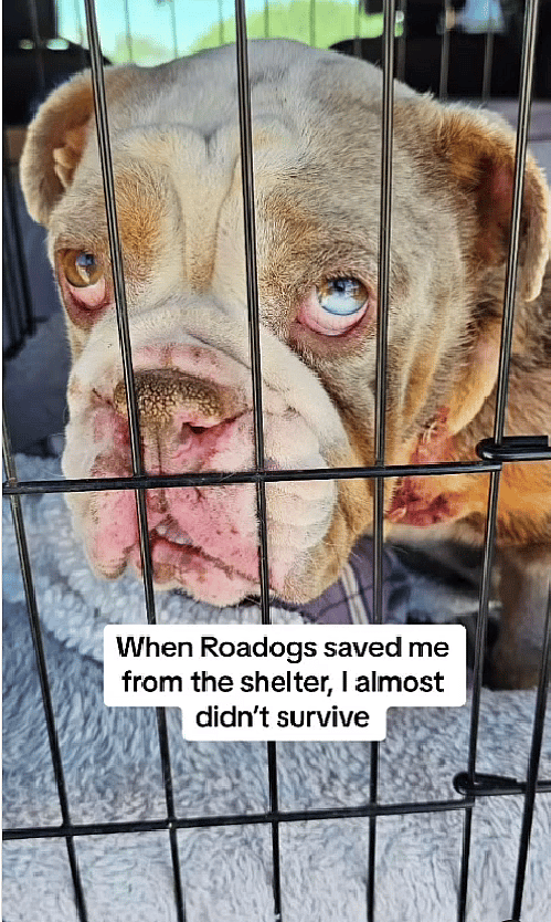 Overcrowded Shelters Almost Cost Her Life—How One Bulldog Beat the Odds Thanks to a Heroic Rescue