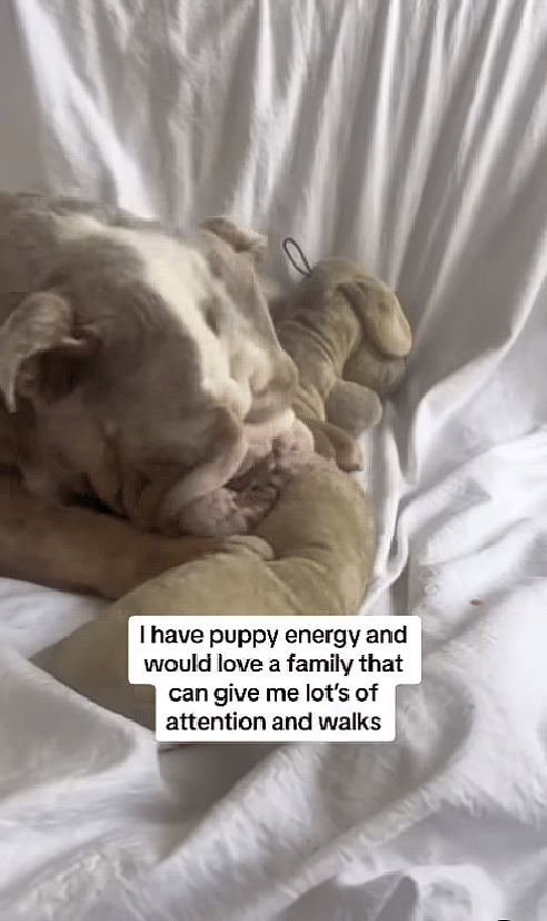Overcrowded Shelters Almost Cost Her Life—How One Bulldog Beat the Odds Thanks to a Heroic Rescue