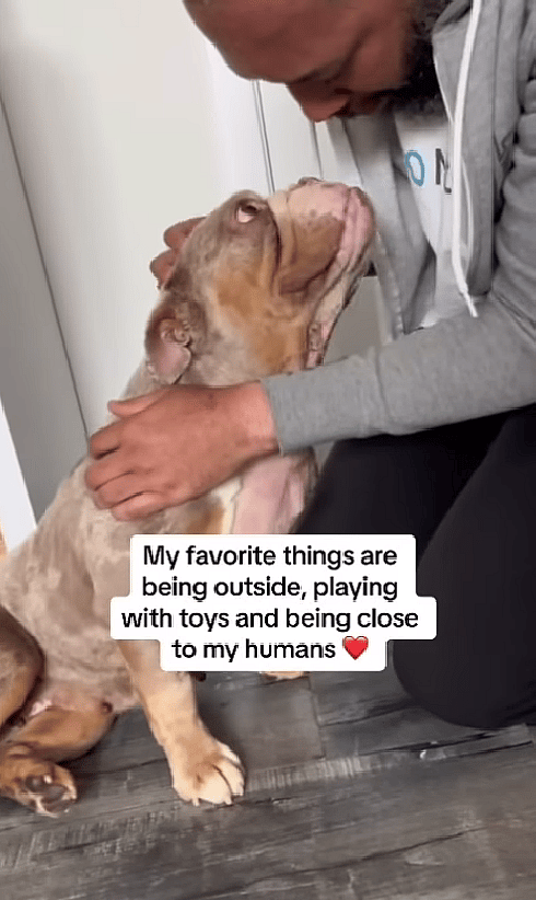 Overcrowded Shelters Almost Cost Her Life—How One Bulldog Beat the Odds Thanks to a Heroic Rescue