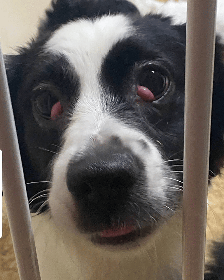 Cherry Eye in Dogs