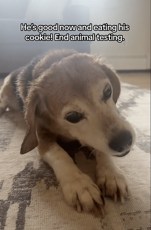 5 Years of Animal Testing Left This Beagle Traumatized—Now He Battles Panic Attacks