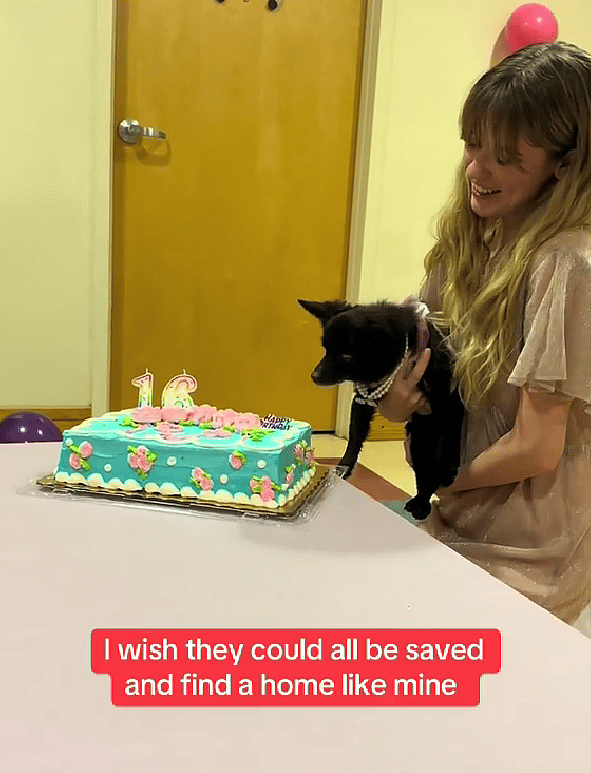 Abandoned 14-Year-Old Chihuahua