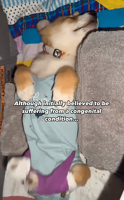 11-Week-Old Puppy Endured Unthinkable Abuse—Now His Fight for Survival Begins