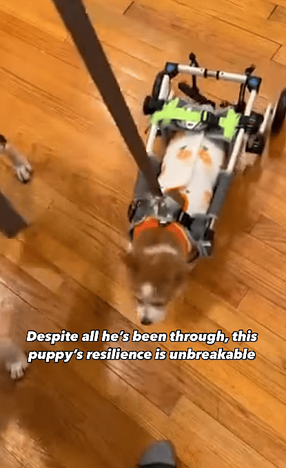 11-Week-Old Puppy Endured Unthinkable Abuse—Now His Fight for Survival Begins