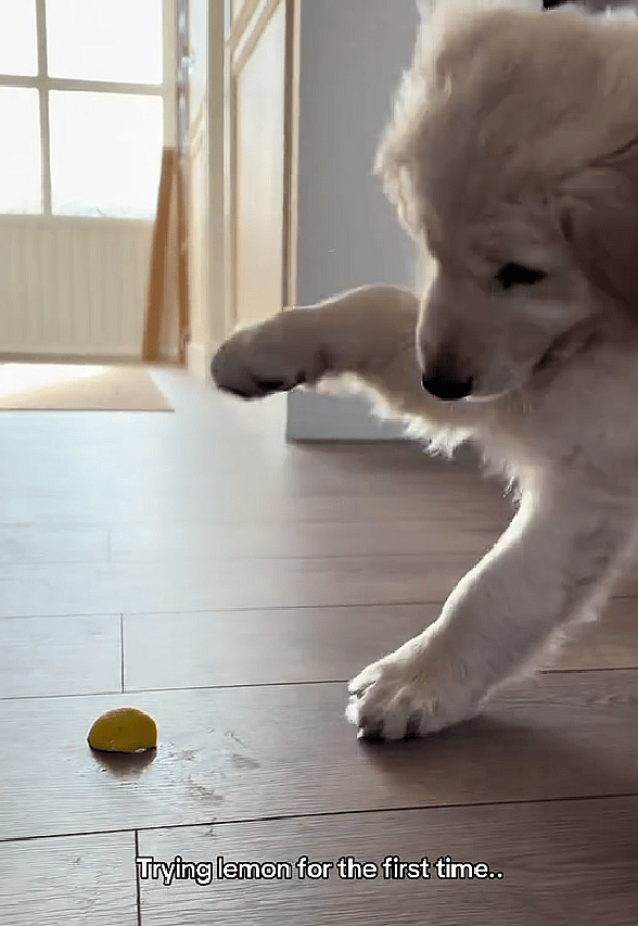 Golden Retriever FREAKS OUT After Tasting Lemon — His Reaction Left Millions HOWLING! 😱🍋