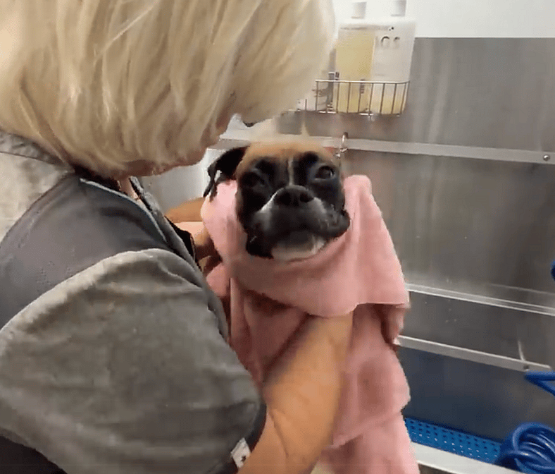 Kay - Sitting with dogs 87