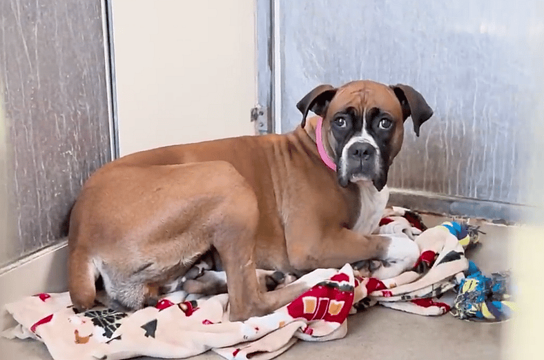 Kay - Sitting with dogs 87