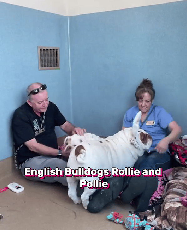 Chubby English Bulldog Sisters