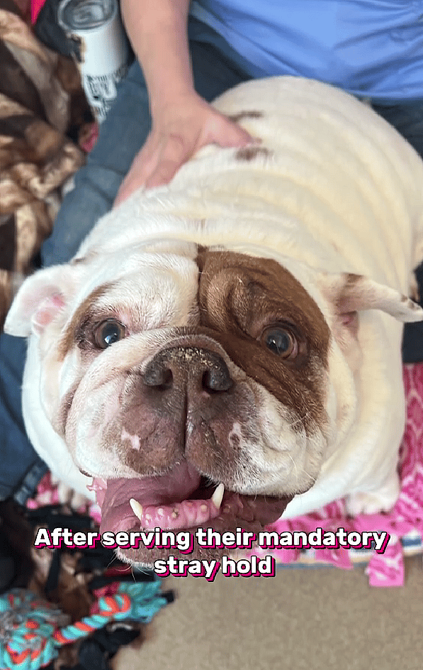 Chubby English Bulldog Sisters