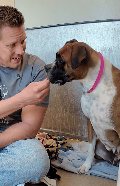 This Boxer Was Marked a “Caution Dog” at the Shelter—But One Kind Stranger Changed Everything