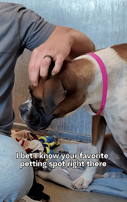 This Boxer Was Marked a “Caution Dog” at the Shelter—But One Kind Stranger Changed Everything