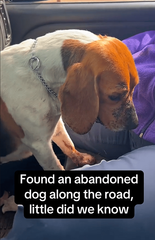 Vet Says Gunshots Missed Her Brain by Millimeters—Now This Beagle’s Recovery Is Inspiring Millions