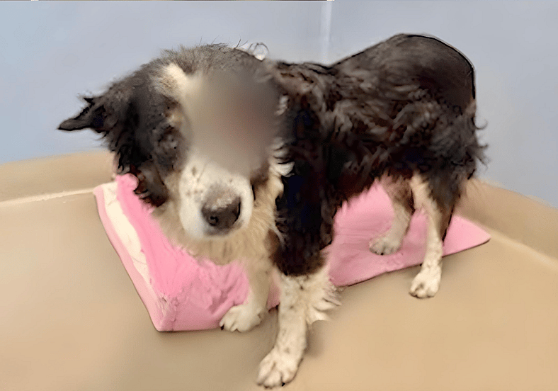 Sitting with dogs 93 - Cassie