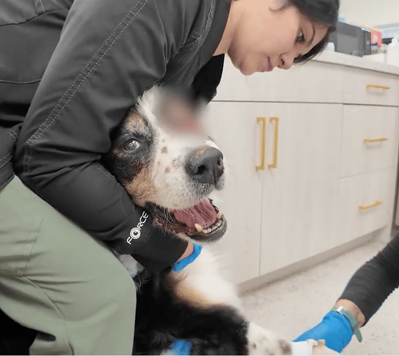 Sitting with dogs 93 - Cassie