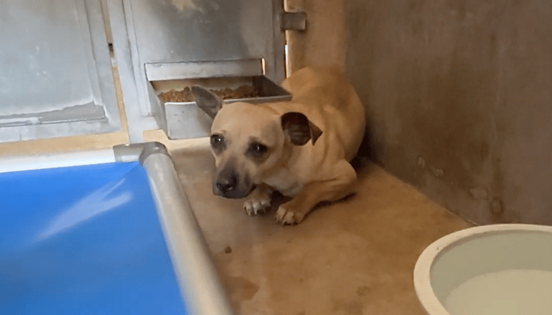 Sitting with dogs 94