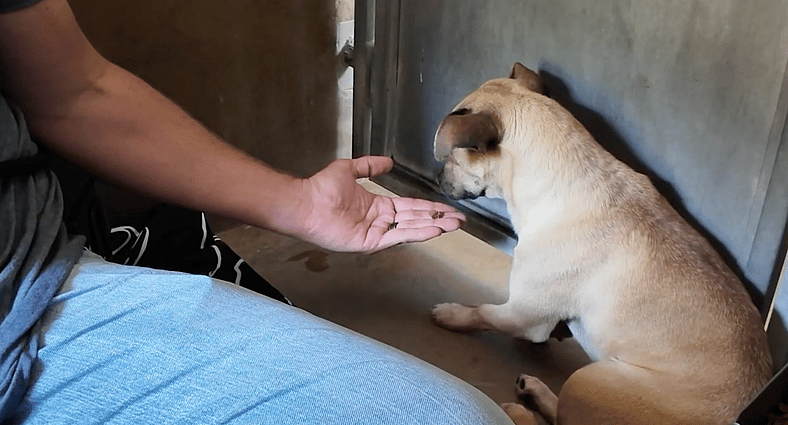 Sitting with dogs 94