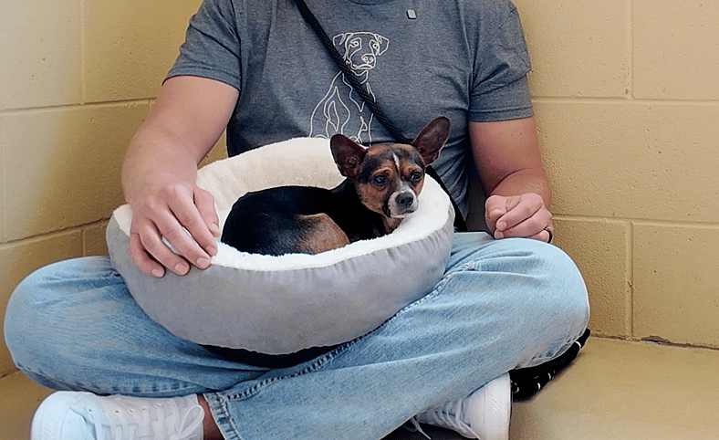 Sitting with dogs 94