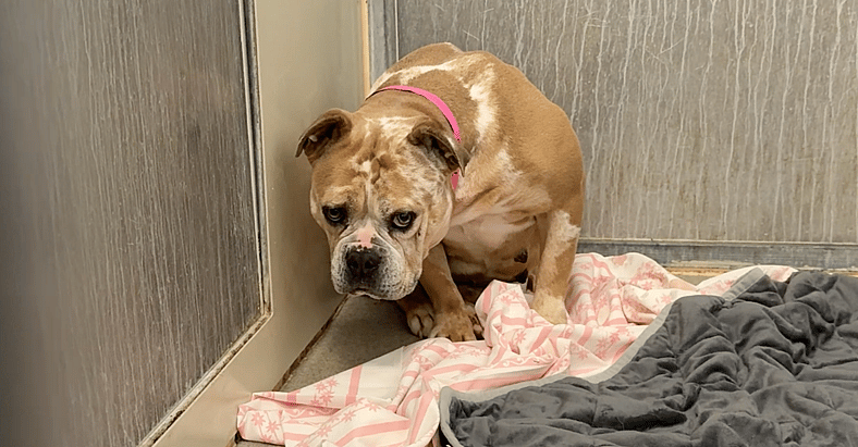 Sitting With Dogs 96 Fiona