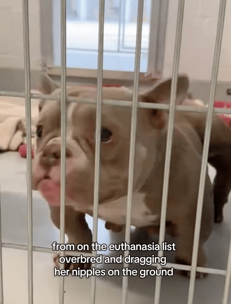 These Exotic Bullies Were Almost Euthanized Due to Unethical Breeding —But One Hero Changed Their Fate