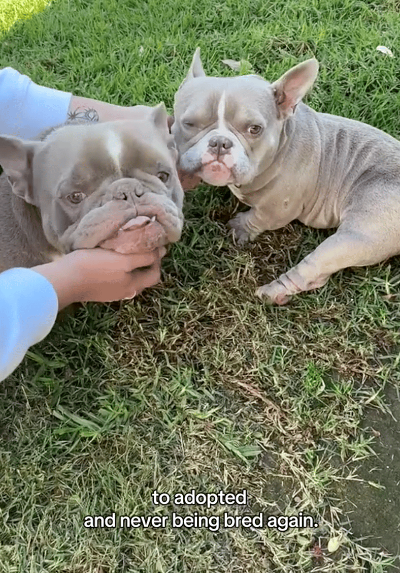 These Exotic Bullies Were Almost Euthanized Due to Unethical Breeding —But One Hero Changed Their Fate