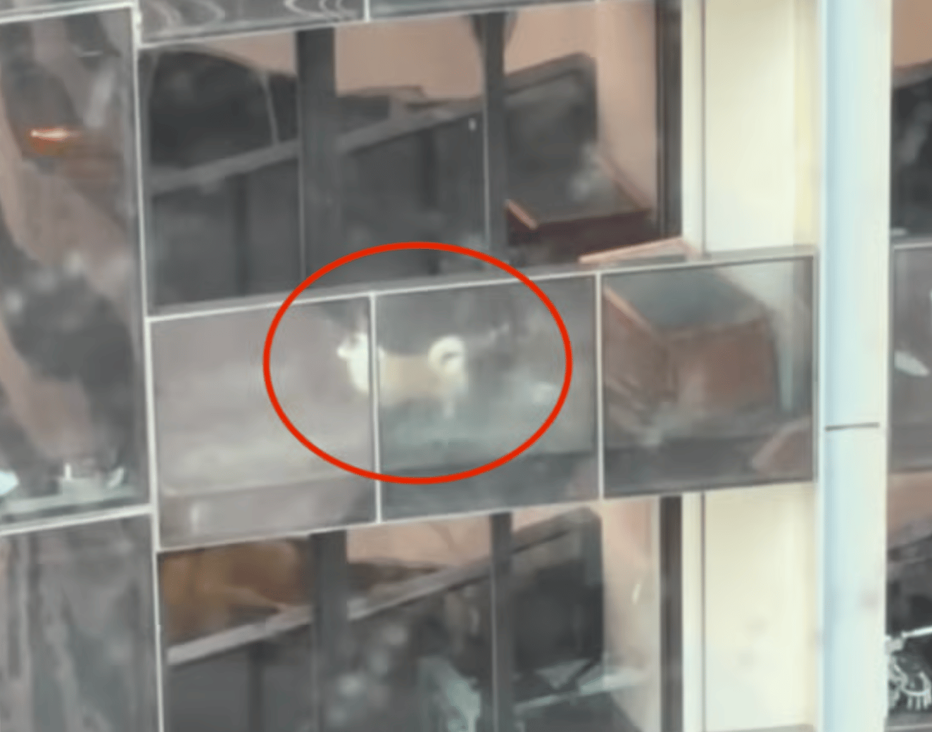 He Spent All of His Days Alone on a Balcony—Until a Stranger Fought to Save Him